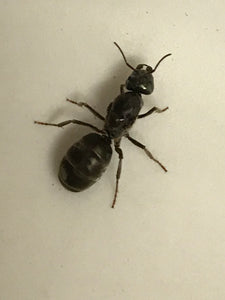 Ant Queen Iridomyrmex Purpureus Meat Ant