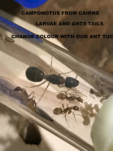 Ant Queen Camponotus from Cairns sp