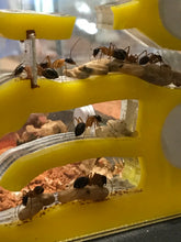 Ant Farm  Vertical Model 2  Combo-Large-Formicarium