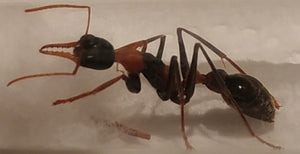 Ant Queen Bullant  Myrmecia  Nigrocinta