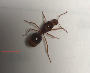 Ant Queen Aphaenogaster longiceps Funnel Ant