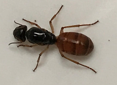 Ant Queen Camponotus from Canberra sp yellow Tail (yet unidentified)