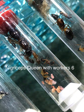 Ant Queen Camponotus Nigricepts