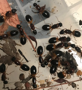 Ant Queen Camponotus Consobrinus  Sugar Ant