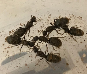 Ant Queen Bicknelli black pavement Ant