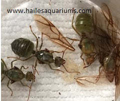 Ant Queen Green Tree Ant Oecophylla Smaragdina some with workers SPECIAL PRICE