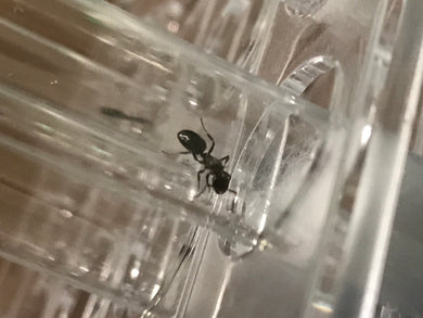 Ant Queen  Nontoncus sp