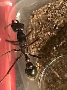 Ant Queen Bullant  Myrmecia Pyriformis